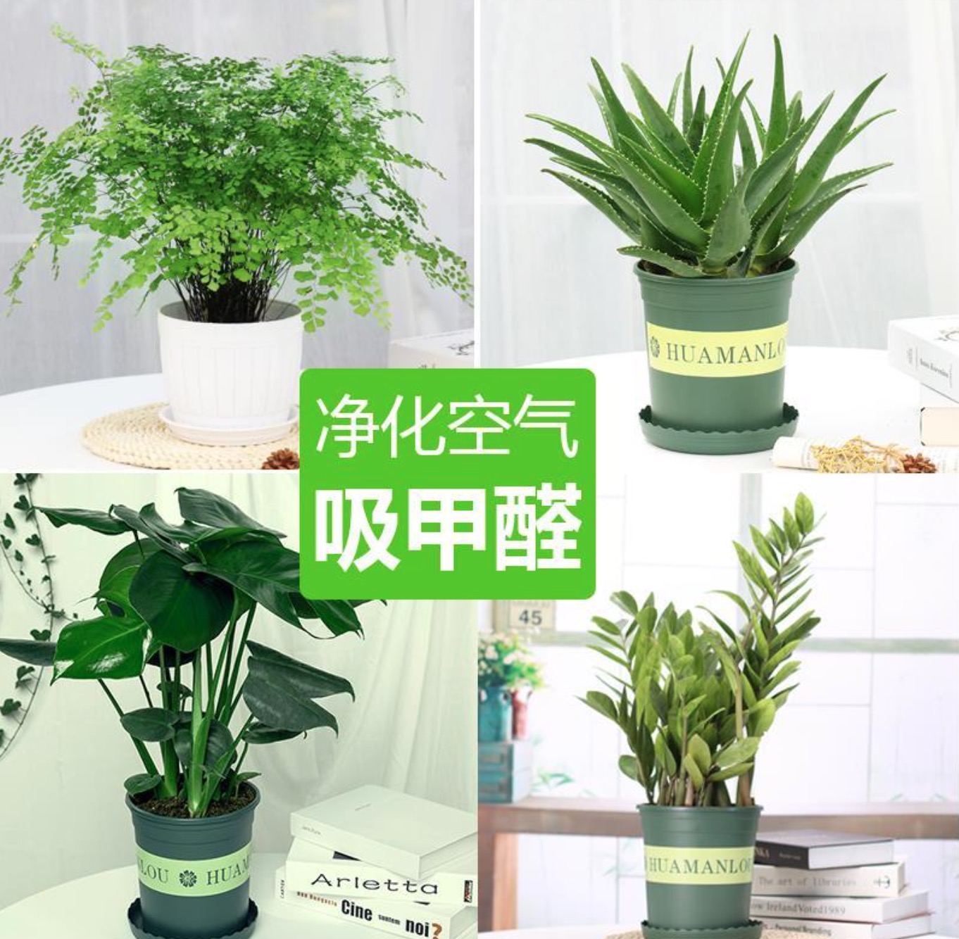 都有哪些花草可以除甲醛？