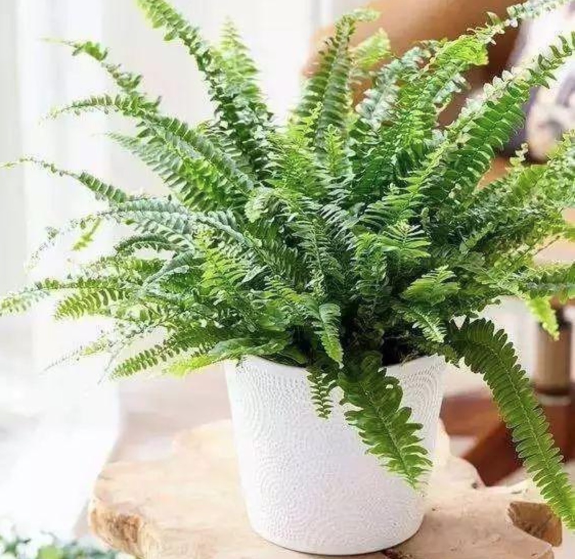 波士頓蕨吸甲醛