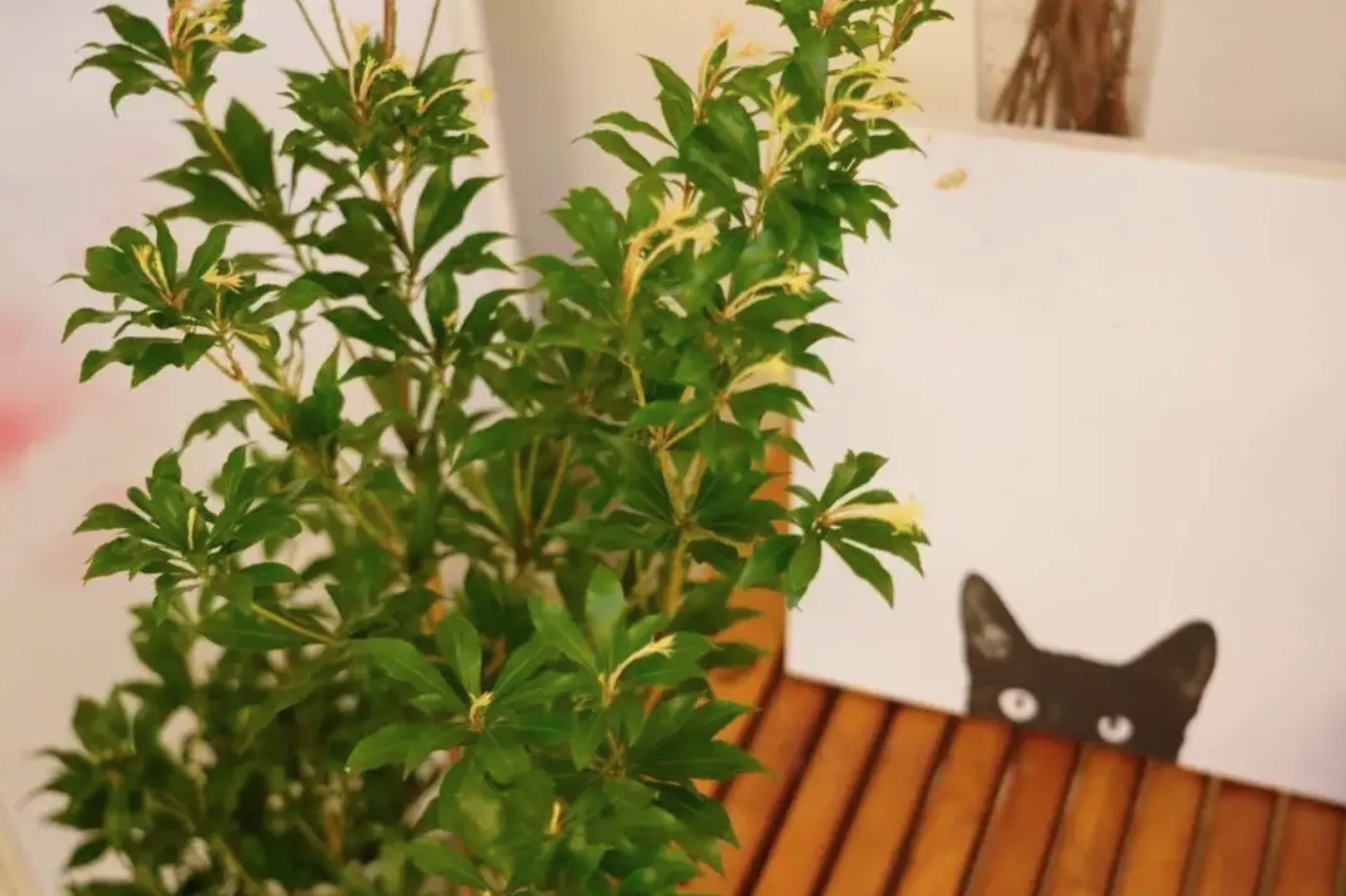 家里買了一盆馬醉木，能吸甲醛嗎？