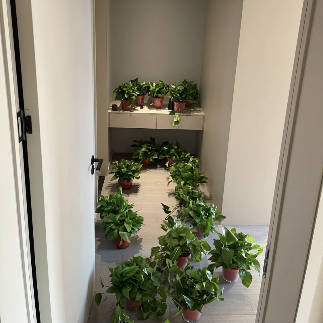 凈化空氣吸甲醛最好的植物有哪些？