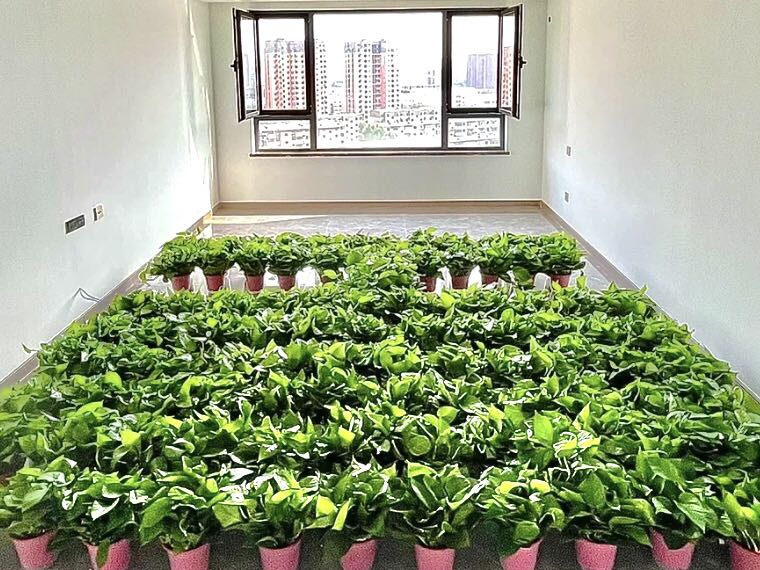 綠蘿除甲醛要當(dāng)多少盆才行？