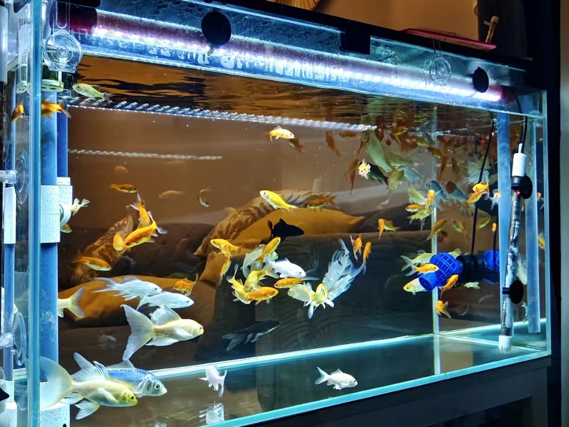 魚缸怎么清洗更干凈？